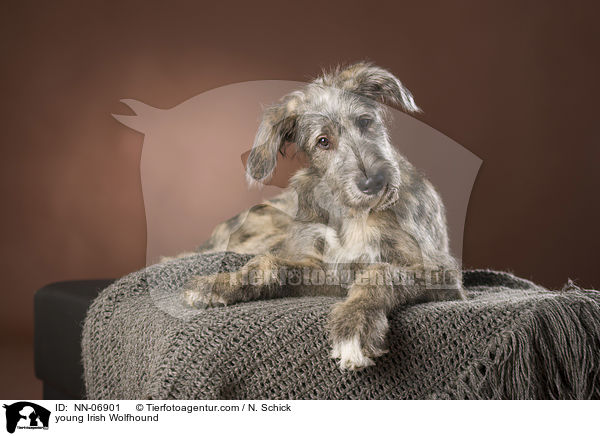 junger Irischer Wolfshund / young Irish Wolfhound / NN-06901