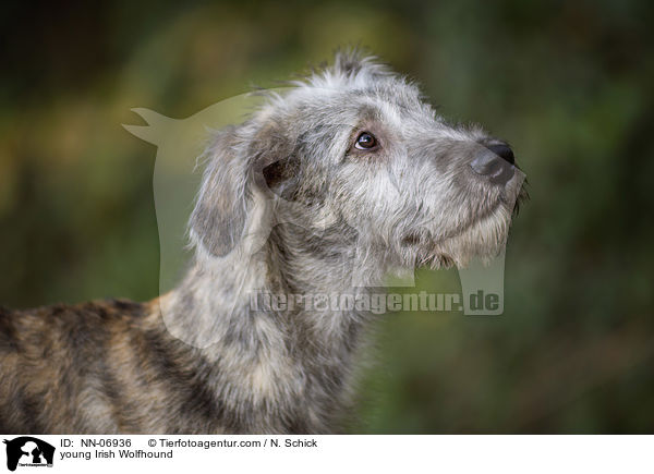 junger Irischer Wolfshund / young Irish Wolfhound / NN-06936
