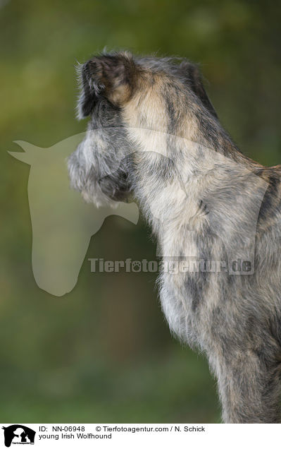 junger Irischer Wolfshund / young Irish Wolfhound / NN-06948