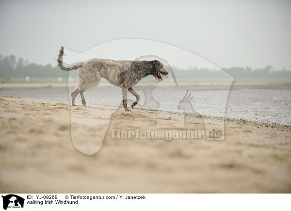 laufender Irischer Wolfshund / walking Irish Windhund / YJ-09269