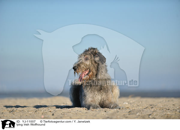 liegender Irischer Wolfshund / lying Irish Wolfhound / YJ-11007