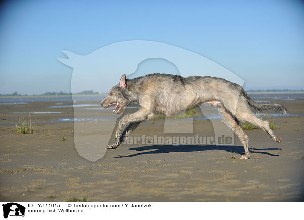rennender Irischer Wolfshund / running Irish Wolfhound / YJ-11015