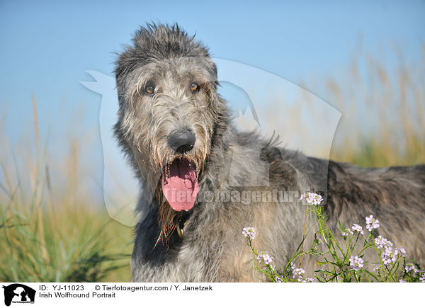 Irish Wolfhound Portrait / YJ-11023