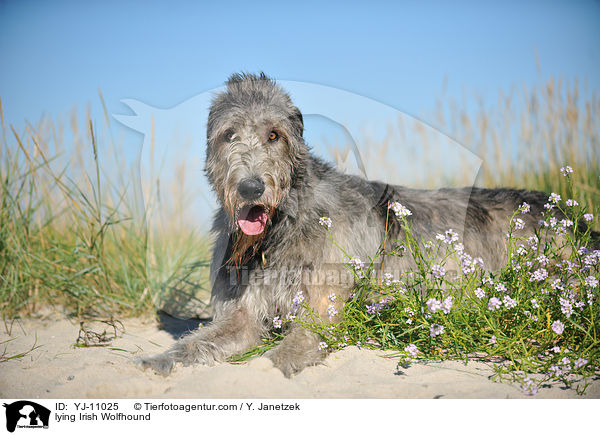 liegender Irischer Wolfshund / lying Irish Wolfhound / YJ-11025