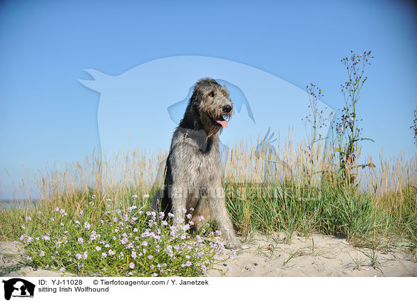 sitting Irish Wolfhound / YJ-11028