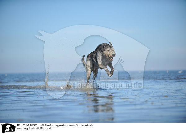 running Irish Wolfhound / YJ-11032