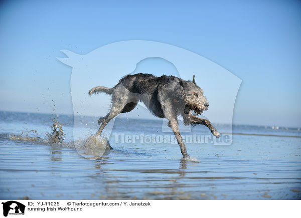 running Irish Wolfhound / YJ-11035