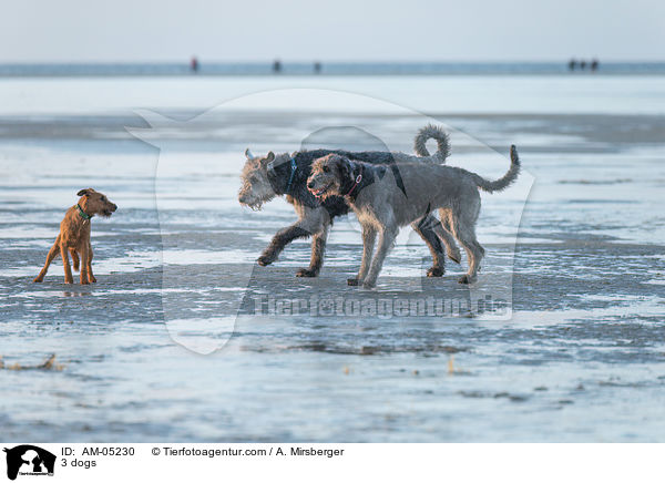 3 dogs / AM-05230