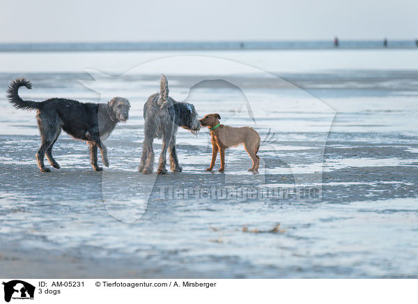 3 dogs / AM-05231