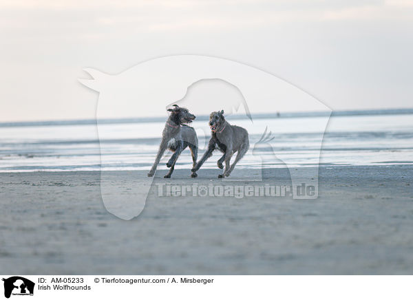 Irish Wolfhounds / AM-05233