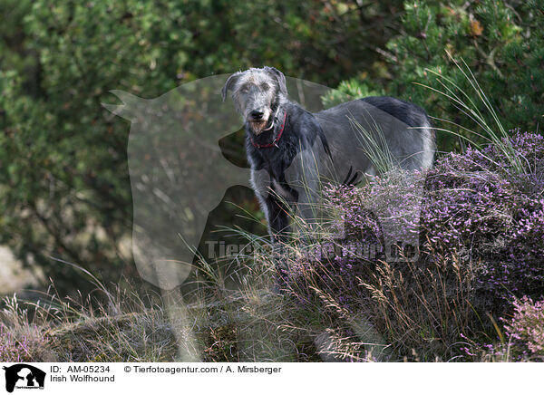 Irish Wolfhound / AM-05234