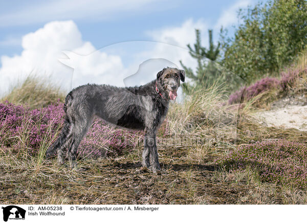 Irish Wolfhound / AM-05238