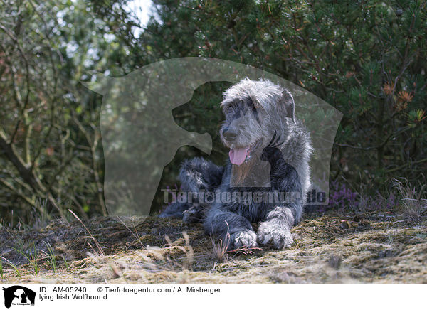 liegender Irischer Wolfshund / lying Irish Wolfhound / AM-05240