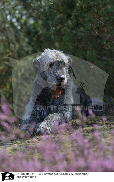 Irish Wolfhound / AM-05241