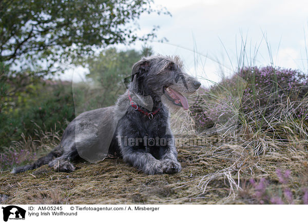 lying Irish Wolfhound / AM-05245