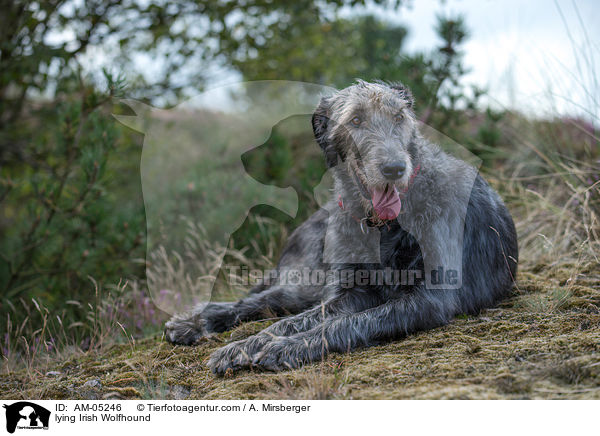 liegender Irischer Wolfshund / lying Irish Wolfhound / AM-05246