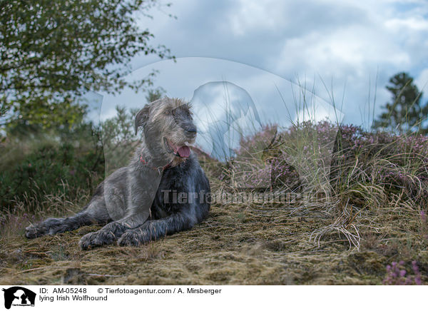 lying Irish Wolfhound / AM-05248