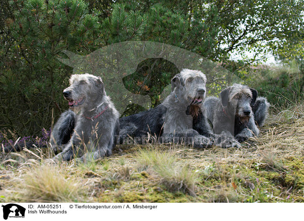 Irische Wolfshunde / Irish Wolfhounds / AM-05251