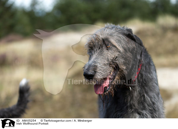 Irischer Wolfshund Portrait / Irish Wolfhound Portrait / AM-05254