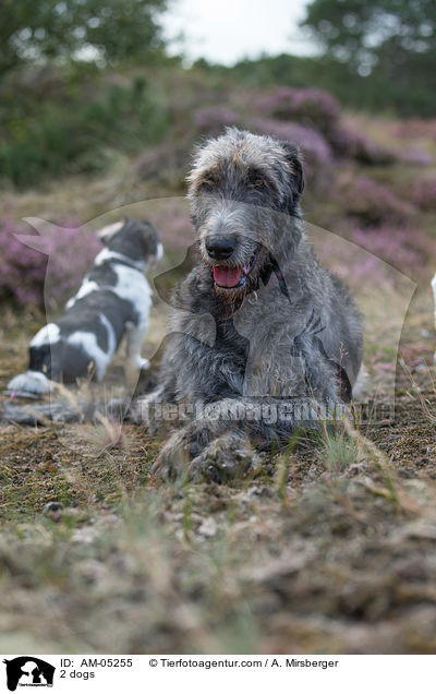 2 dogs / AM-05255