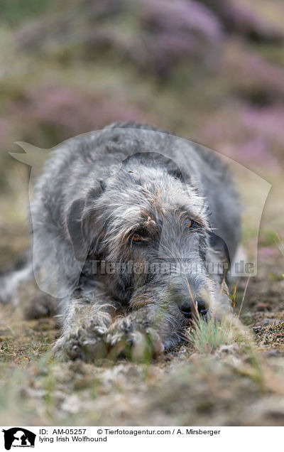 lying Irish Wolfhound / AM-05257