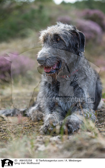 lying Irish Wolfhound / AM-05258