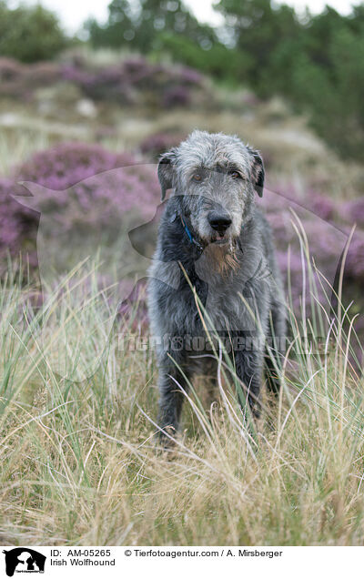Irish Wolfhound / AM-05265