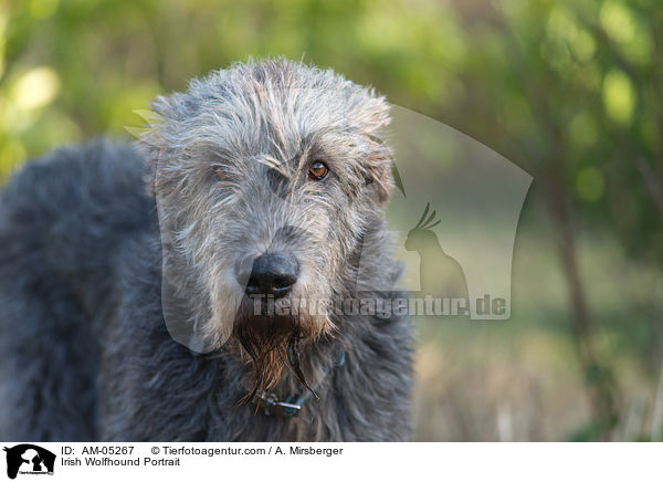 Irish Wolfhound Portrait / AM-05267