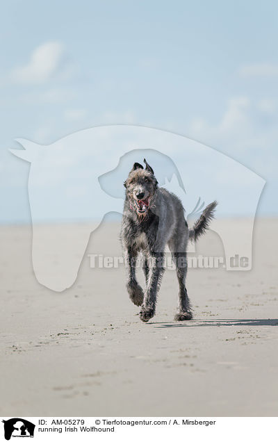 rennender Irischer Wolfshund / running Irish Wolfhound / AM-05279