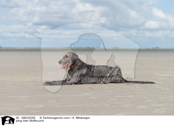 liegender Irischer Wolfshund / lying Irish Wolfhound / AM-05290