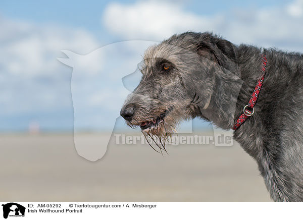 Irish Wolfhound Portrait / AM-05292