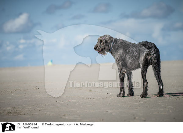 Irischer Wolfshund / Irish Wolfhound / AM-05294