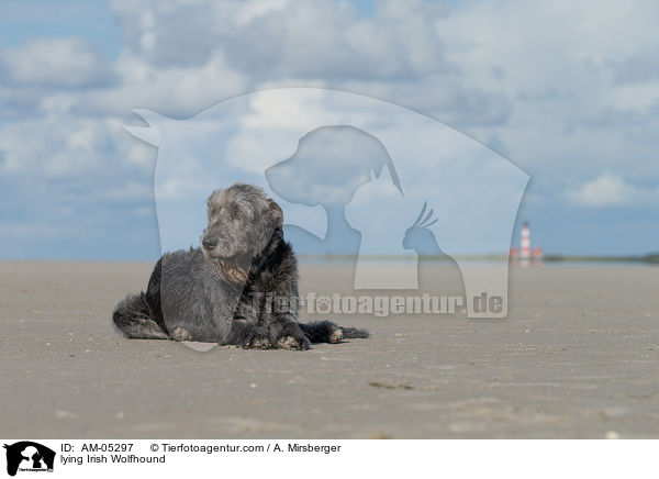 lying Irish Wolfhound / AM-05297