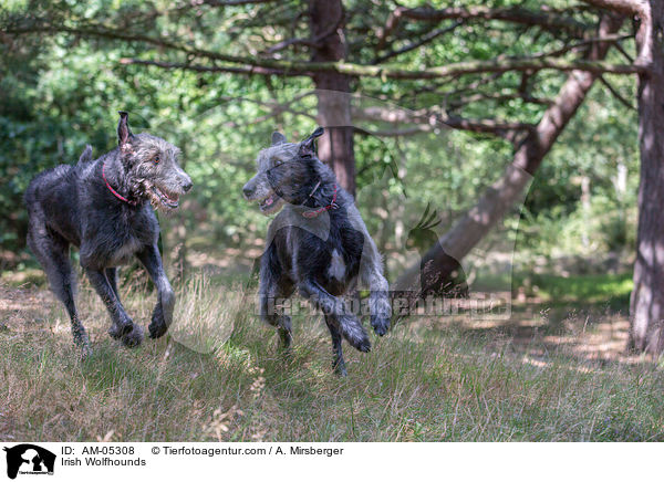 Irish Wolfhounds / AM-05308