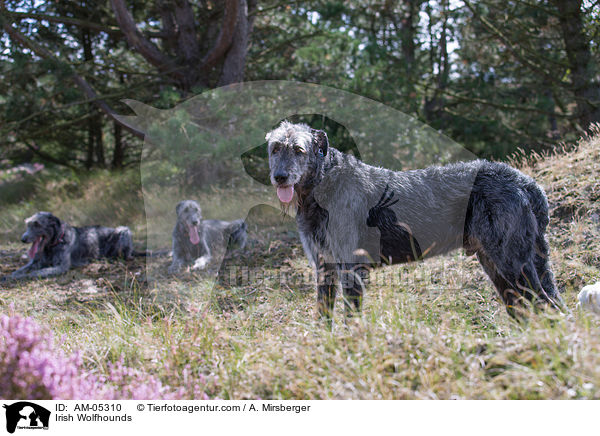 Irish Wolfhounds / AM-05310