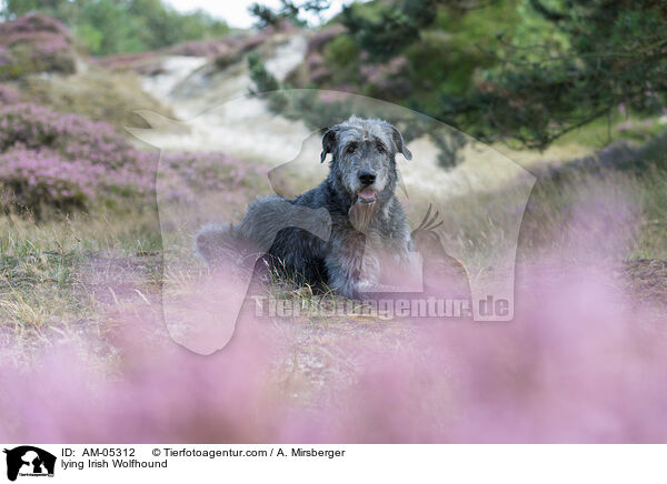liegender Irischer Wolfshund / lying Irish Wolfhound / AM-05312
