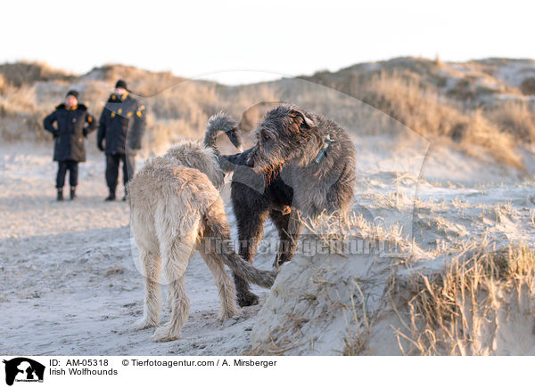 Irish Wolfhounds / AM-05318