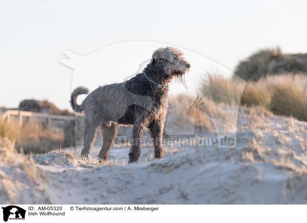 Irish Wolfhound / AM-05320