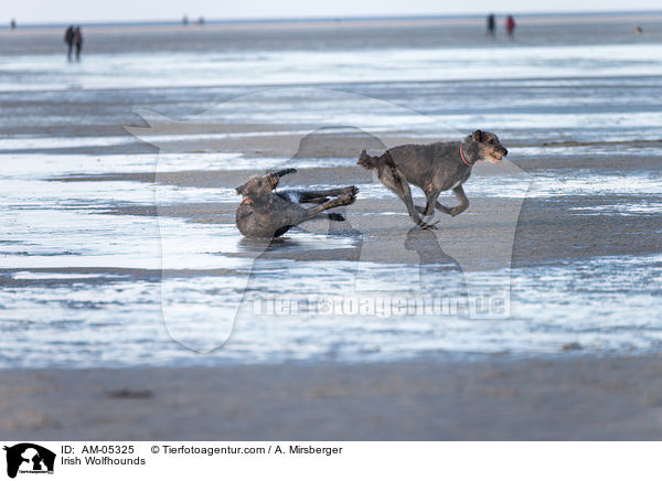 Irische Wolfshunde / Irish Wolfhounds / AM-05325