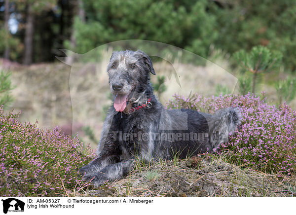 lying Irish Wolfhound / AM-05327