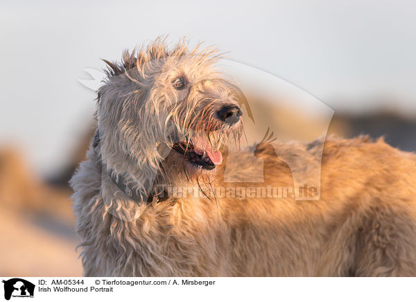 Irischer Wolfshund Portrait / Irish Wolfhound Portrait / AM-05344