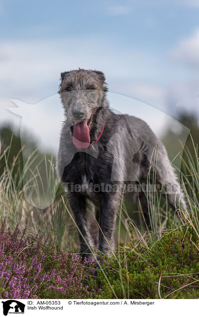 Irischer Wolfshund / Irish Wolfhound / AM-05353