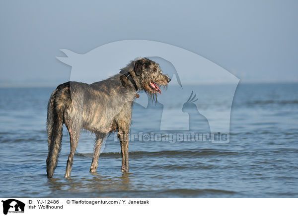 Irish Wolfhound / YJ-12486