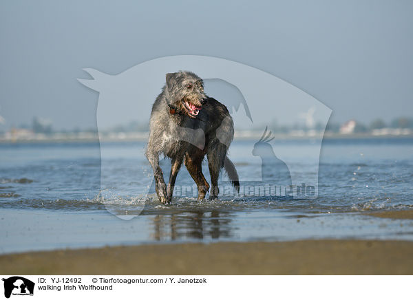 walking Irish Wolfhound / YJ-12492
