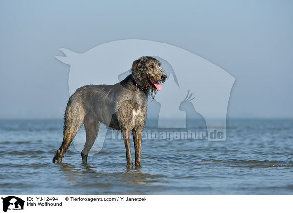 Irish Wolfhound / YJ-12494