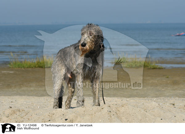 Irish Wolfhound / YJ-12498
