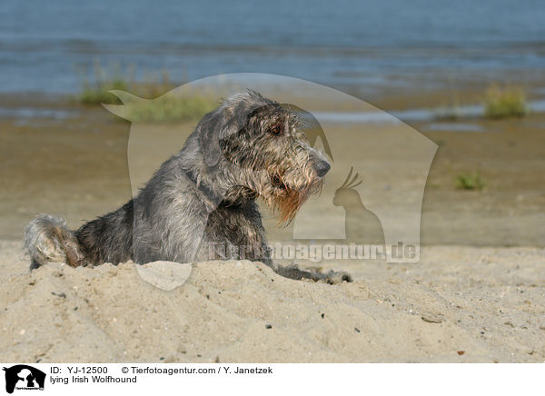 lying Irish Wolfhound / YJ-12500