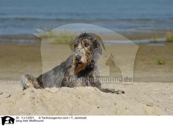 lying Irish Wolfhound / YJ-12501