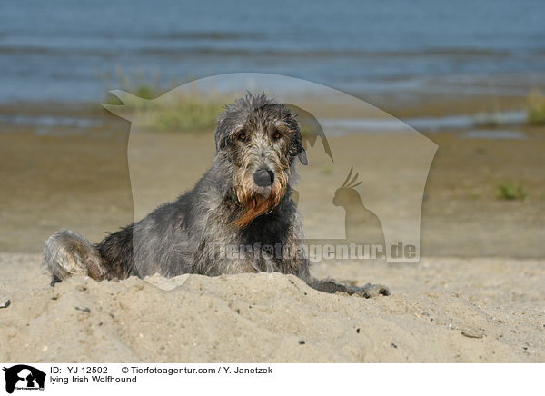 lying Irish Wolfhound / YJ-12502