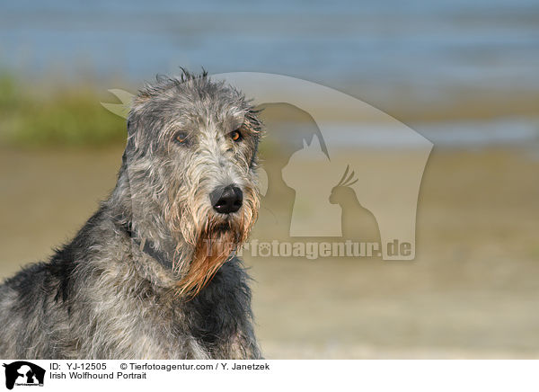 Irish Wolfhound Portrait / YJ-12505